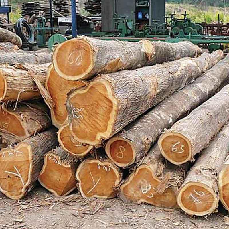 Penggunaan dan Karakteristik Bahan Material Kayu Jati